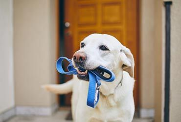 Soins et promenade d'animaux de compagnie